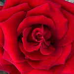 Ingrid Bergman Hybrid Tea Rose Flowers