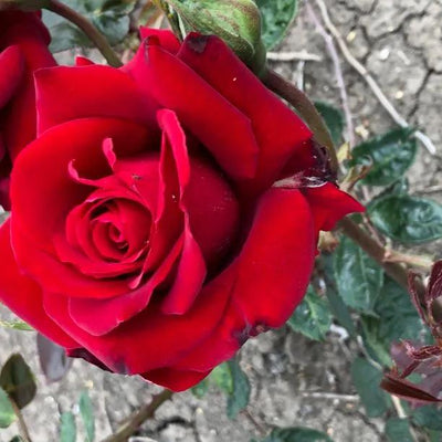 Ingrid Bergman Hybrid Tea Rose Flowers