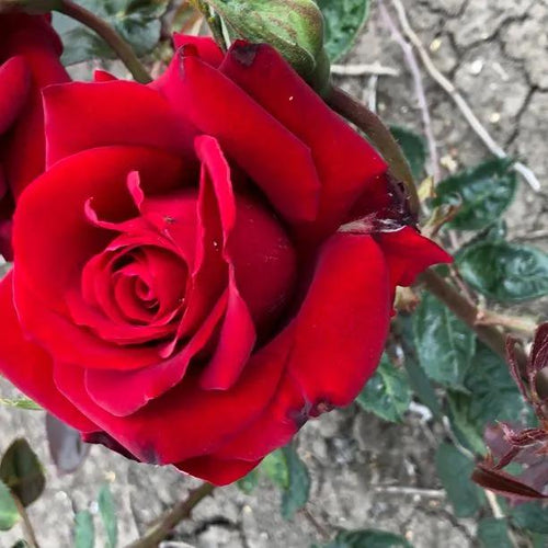 Ingrid Bergman Hybrid Tea Rose Flowers