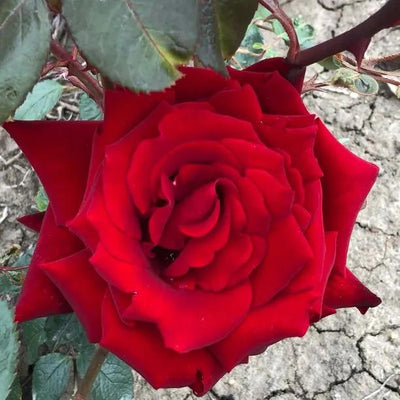 Ingrid Bergman Hybrid Tea Rose Flowers
