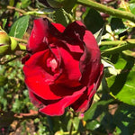 Ingrid Bergman Hybrid Tea Rose Flowers