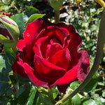 Ingrid Bergman Hybrid Tea Rose Flowers