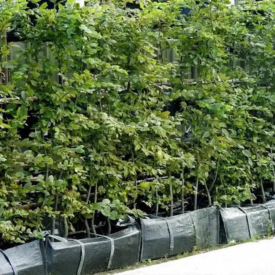 Green Beech Instant Hedge Troughs