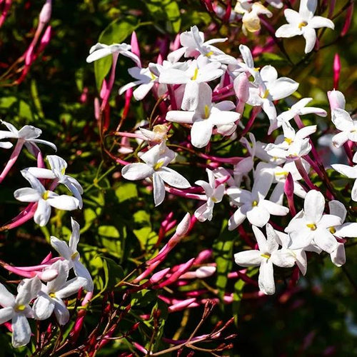 Inverleith Jasmine Flowers