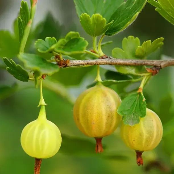 Invicta Gooseberry Fruit