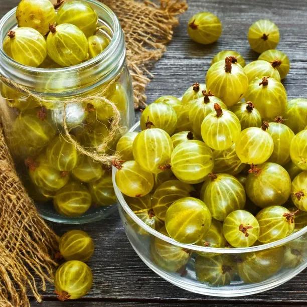 Invicta Gooseberries Harvested Fruit