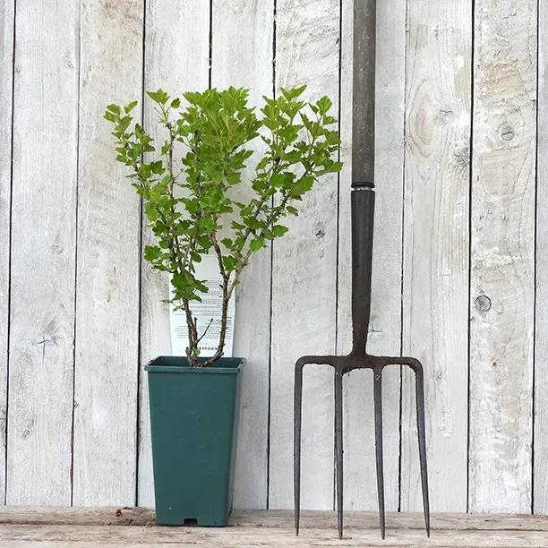 Potted Invicta Gooseberry Plant