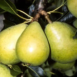 Invincible Pears on the tree
