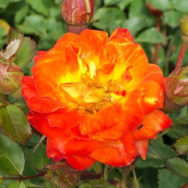 Irish Eyes Floribunda Rose Flowers
