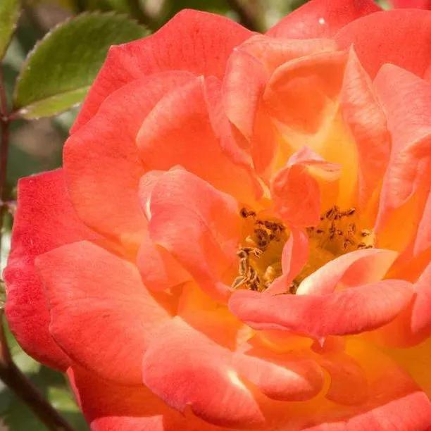 Irish Eyes Floribunda Rose Flowers