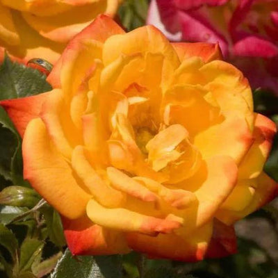 Irish Eyes Floribunda Rose Flowers