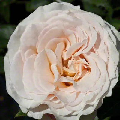 Isnt she lovely hybrid tea Rose Flowers