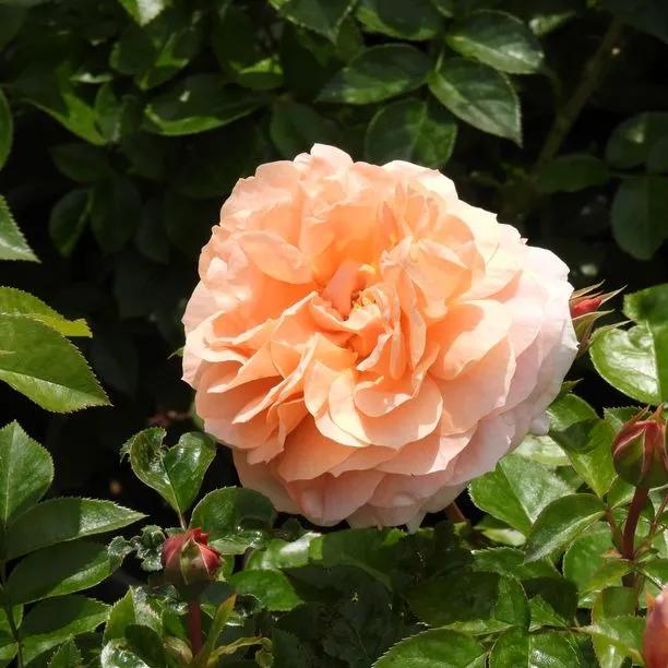 It's a Wonderful Life Rose Flowers