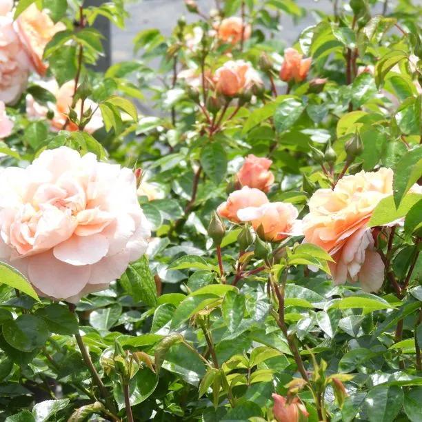 It's a Wonderful Life Rose Flowers
