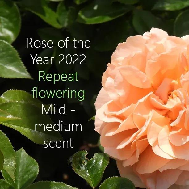 It's a Wonderful Life Rose Flowers - Rose of the Year 2022