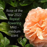 It's a Wonderful Life Rose Flowers - Rose of the Year 2022