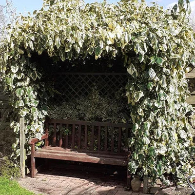 Mature Ivy 'Gloire de Marengo' growing over pergola