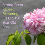 Jacques Cartier Classic Shrub Rose Flowers