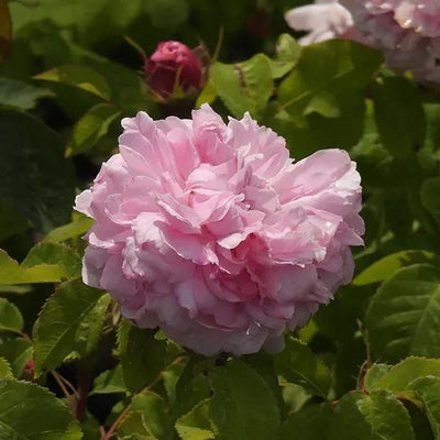Jacques Cartier Shrub Rose Flowers