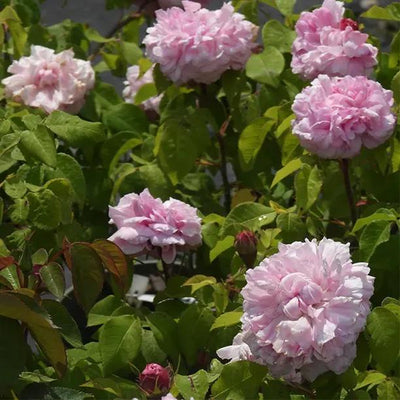 Jacques Cartier Shrub Rose Flowers