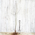 Bareroot Half Standard James Grieve Apple Tree