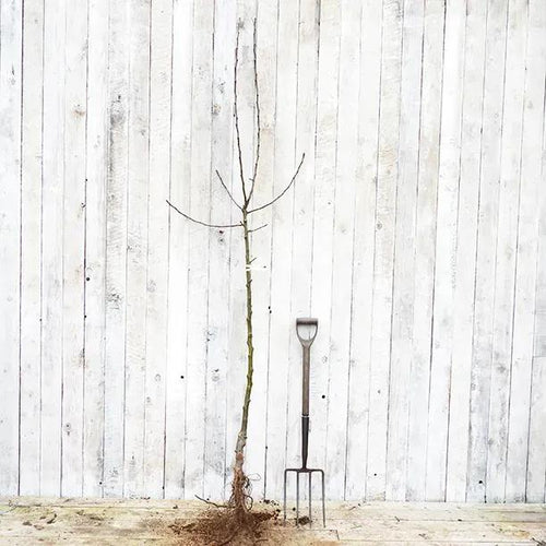 Bareroot Half Standard James Grieve Apple Tree