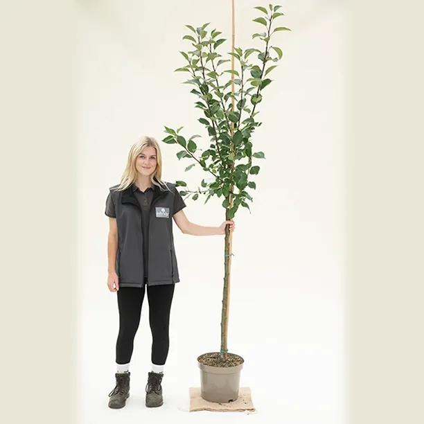 James Grieve Apple Tree Half Standard - 10 Litre Pot