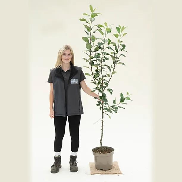 James Grieve Apple Tree - Bush - 10 litre Pot