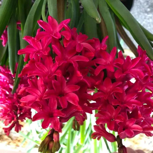 Jan Bos Hyacinth Flowers