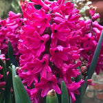Hyacinthus orientalis Jan Bos Flowers