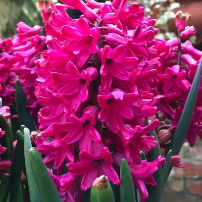 Hyacinthus orientalis Jan Bos Flowers