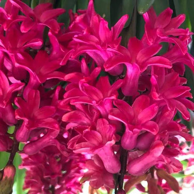 Clumps of Pink Jan Bos Hyacinth Flowers