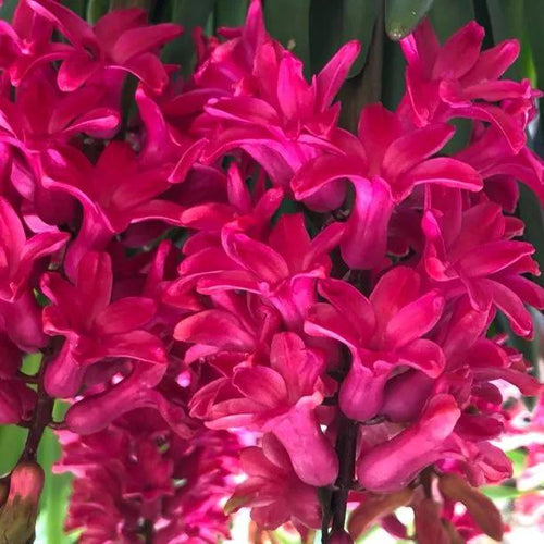 Clumps of Pink Jan Bos Hyacinth Flowers