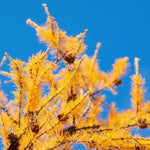 Japanese Larch Leaves in Autumn