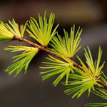 Japanese Larch Leaves
