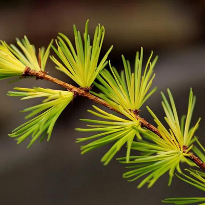 Japanese Larch Leaves