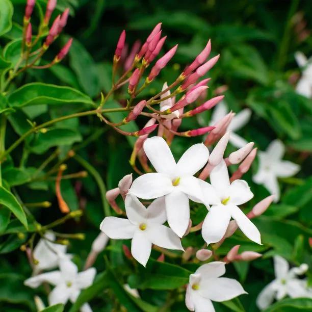 Jasmine Flowers