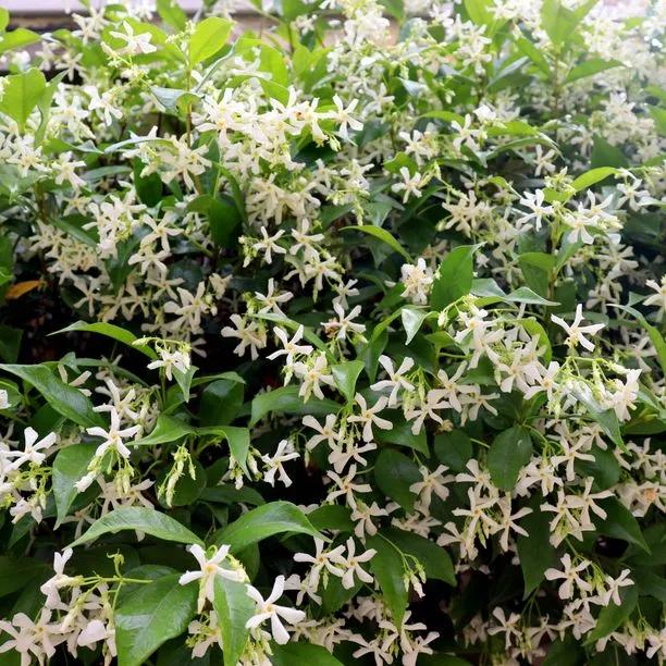 Common Jasmine climber plant with masses of fragrant white star-shaped flowers and bright green foliage