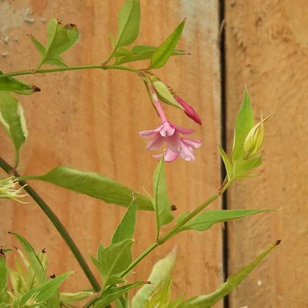 Jasminum x stephanense flower bud opening