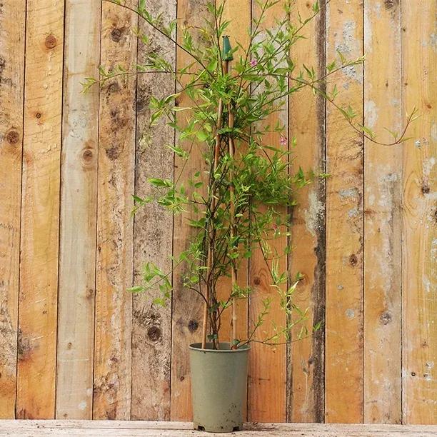 Jasminum stephanense Plant in 3 Litre Pot