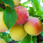 Jeffersons Gage Fruit on the tree