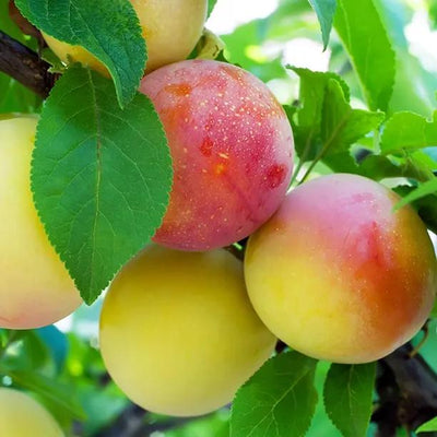 Jeffersons Gage Fruit on the tree