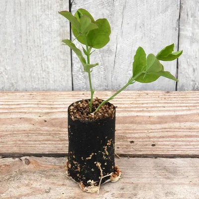 Jilly Sweet Pea Seedling in a Jumbo Plug Showing Good Root Development