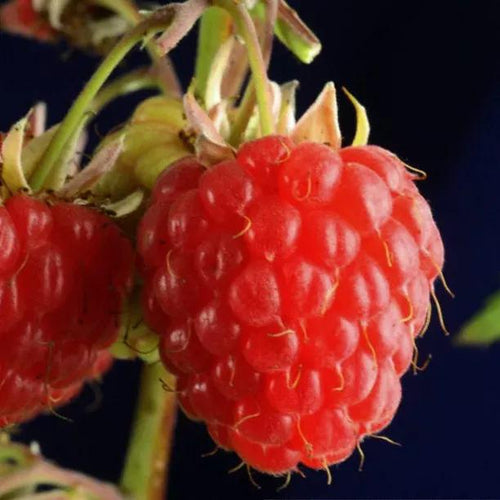 Joan J Raspberries on the bush