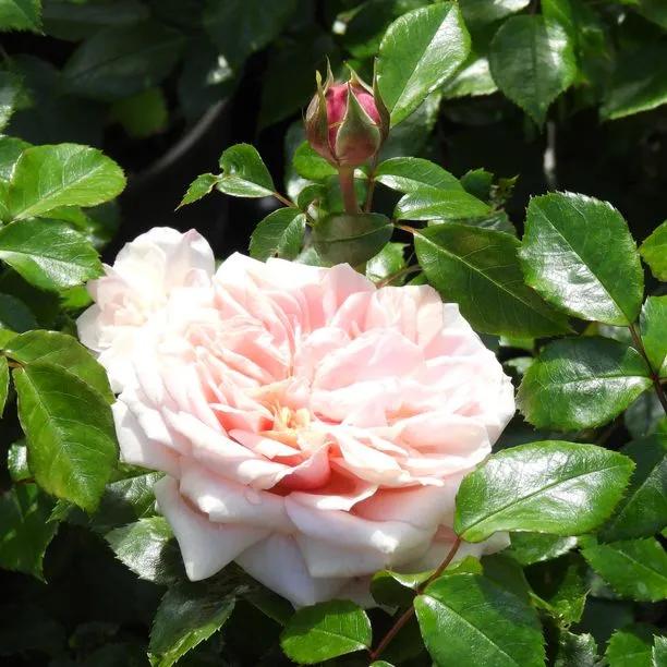 Joie de Vivre Floribunda Rose Flowers