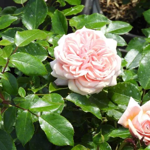 Joie de Vivre Floribunda Rose Flowers