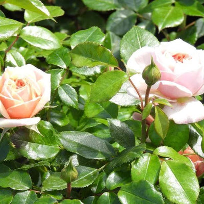 Joie de Vivre Floribunda Rose Flowers