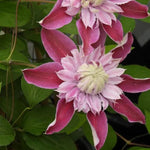 Josephine Clematis Flowers