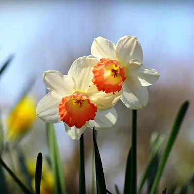 June Allyson Daffodils Flowers