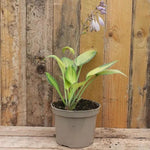 June Hosta Plant in 2 litre pot